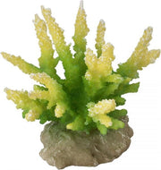 Auqa Della Coraal hydnopora Limoengroen 9