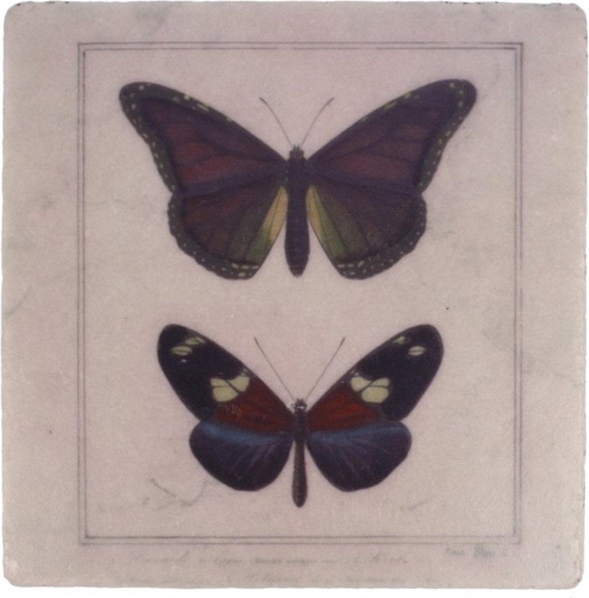 Onderzetter Vlinders 19