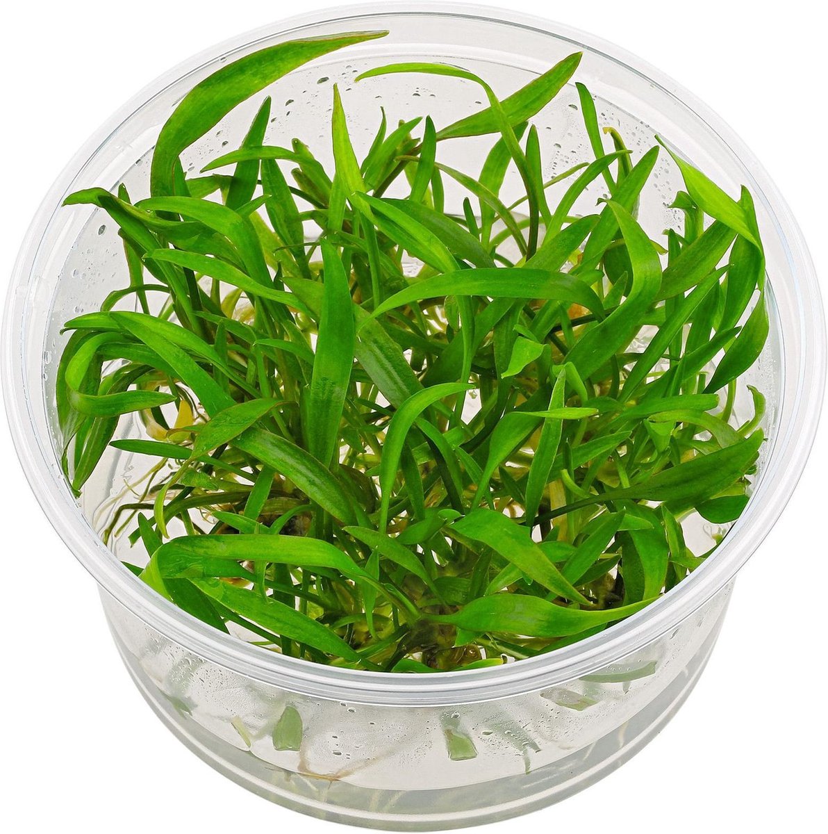 Cryptocoryne willisii ( 3 x in vitro cup 100cc)