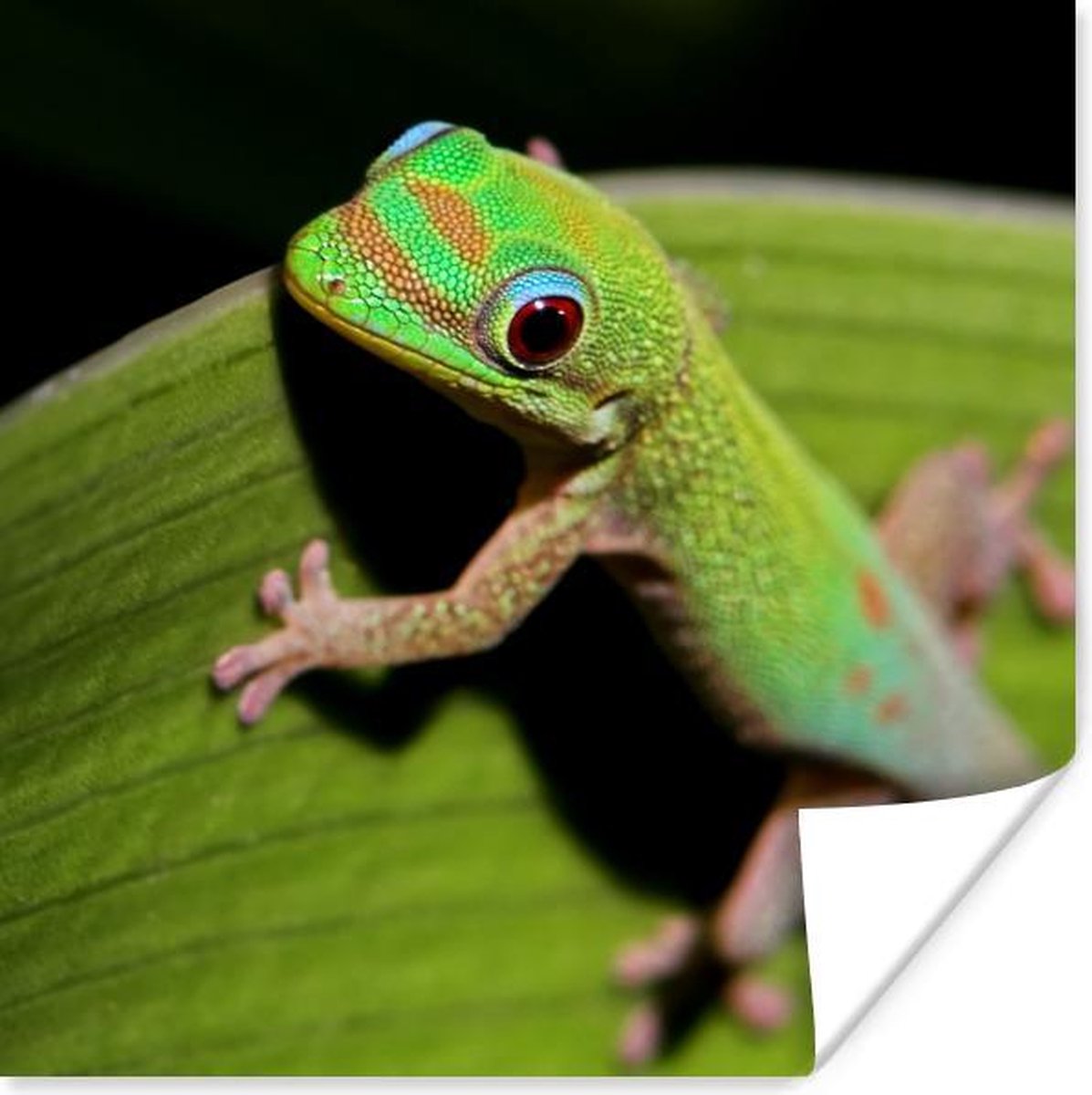 Poster - Baby gekko kijkt in de camera - 100x100 cm XXL /
