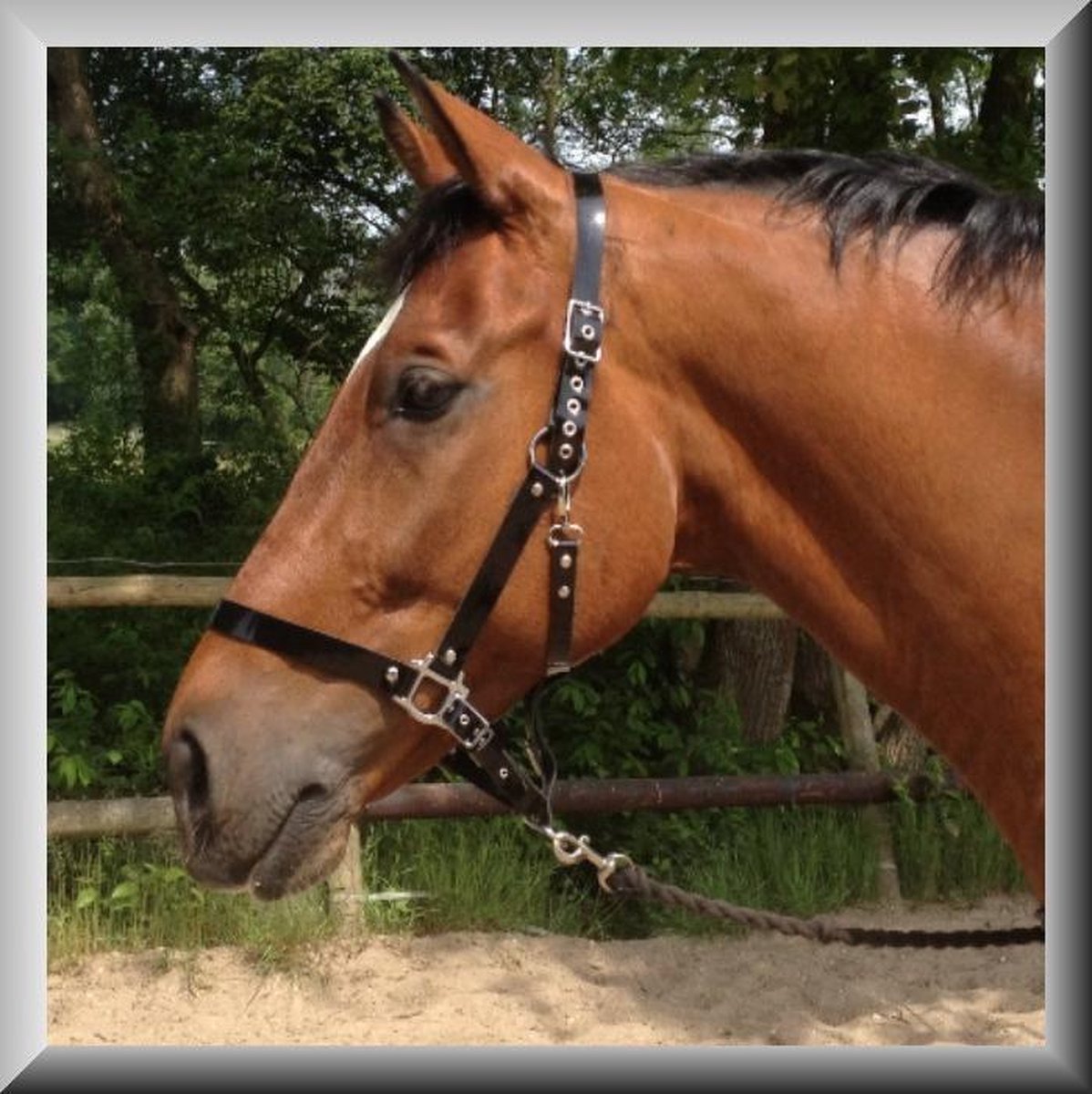 Uniek paardenhalster van zwart lakleer