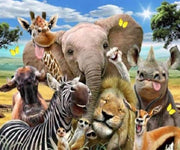 Paint By Numbers - Schilderen op Nummer - Dieren Gekke Bekken - 50x40cm - Volwassenen & Kinderen - Stipco