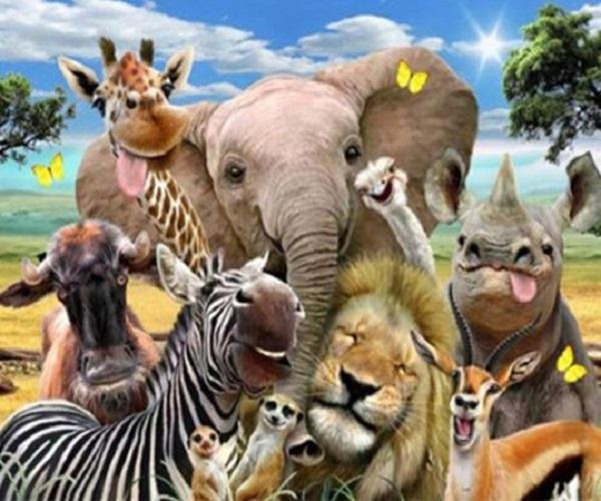 Paint By Numbers - Schilderen op Nummer - Dieren Gekke Bekken - 50x40cm - Volwassenen & Kinderen - Stipco