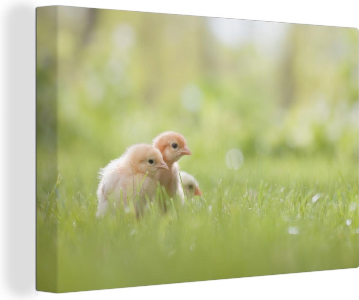 Drie baby kuikentjes in het gras Canvas 140x90 cm - Foto print op Canvas schilderij (Wanddecoratie woonkamer / slaapkamer) / Boerderijdieren Canvas Schilderijen