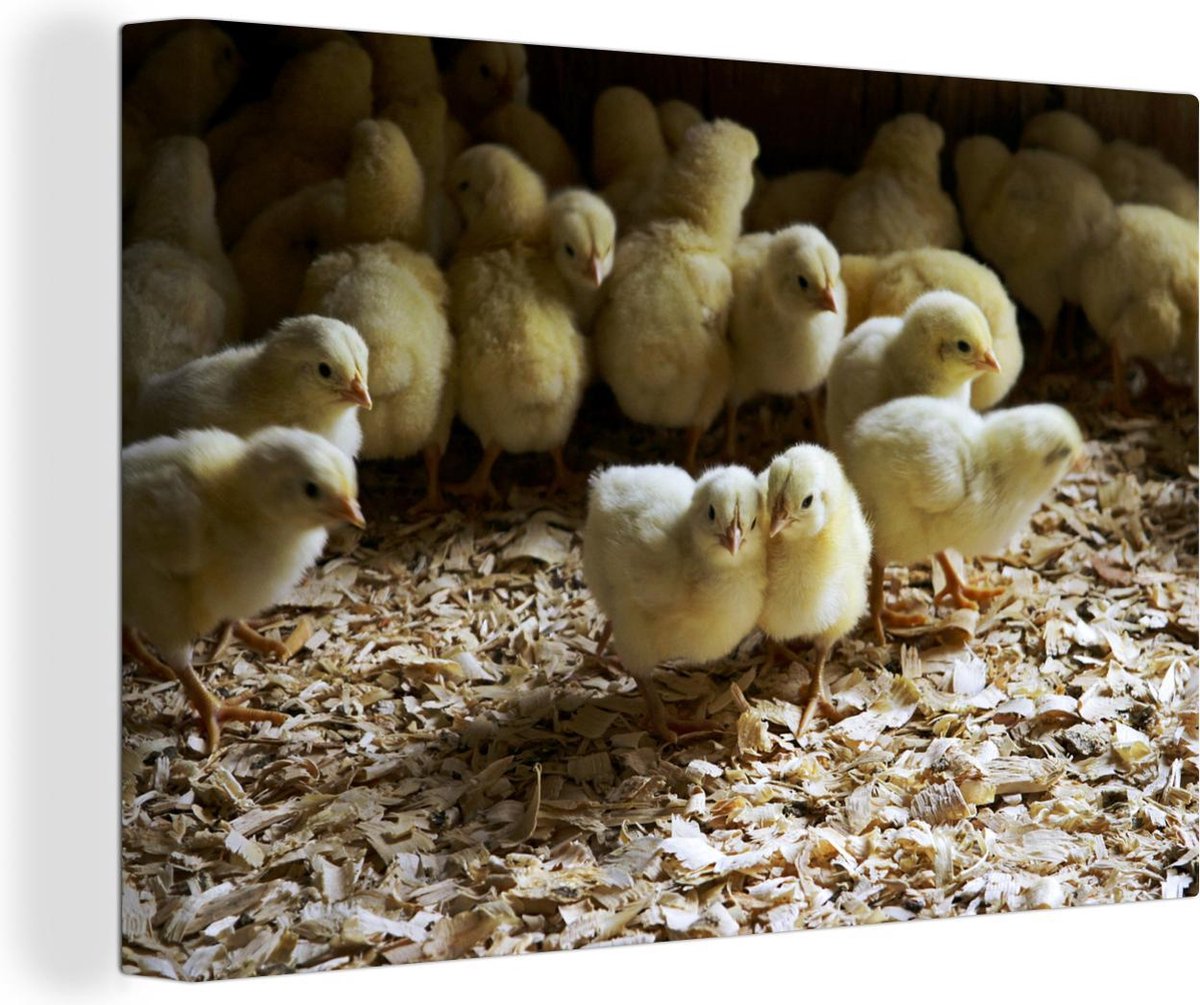 Veel baby kuikentjes in het zaagsel Canvas 140x90 cm - Foto print op Canvas schilderij (Wanddecoratie woonkamer / slaapkamer) / Boerderijdieren Canvas Schilderijen