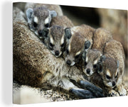 Canvas Schilderijen - Baby Kaapse klipdassen op de moeder - 180x120 cm - Wanddecoratie XXL /