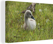 Canvas Schilderijen - Schattige baby trompetzwaan in het gras - 180x120 cm - Wanddecoratie XXL