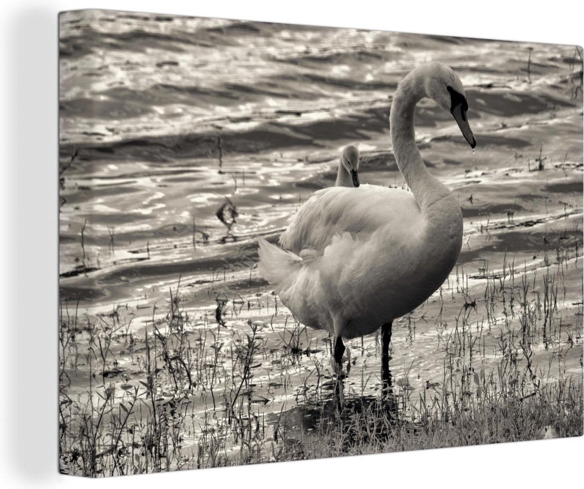 Trompetzwaan met baby op haar rug Canvas 30x20 cm - klein - Foto print op Canvas schilderij (Wanddecoratie woonkamer / slaapkamer)