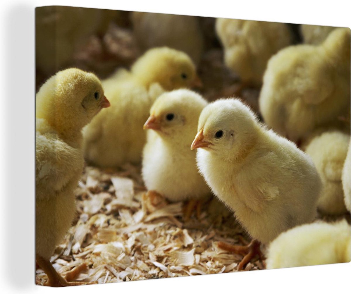 Baby kuikentjes in het zaagsel Canvas 120x80 cm - Foto print op Canvas schilderij (Wanddecoratie woonkamer / slaapkamer) / Boerderijdieren Canvas Schilderijen