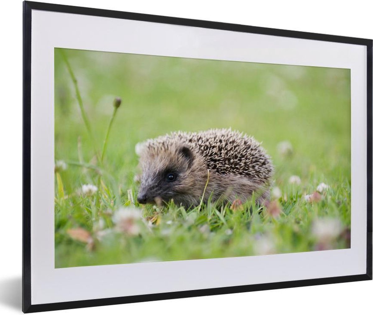 Baby egel op het gras
