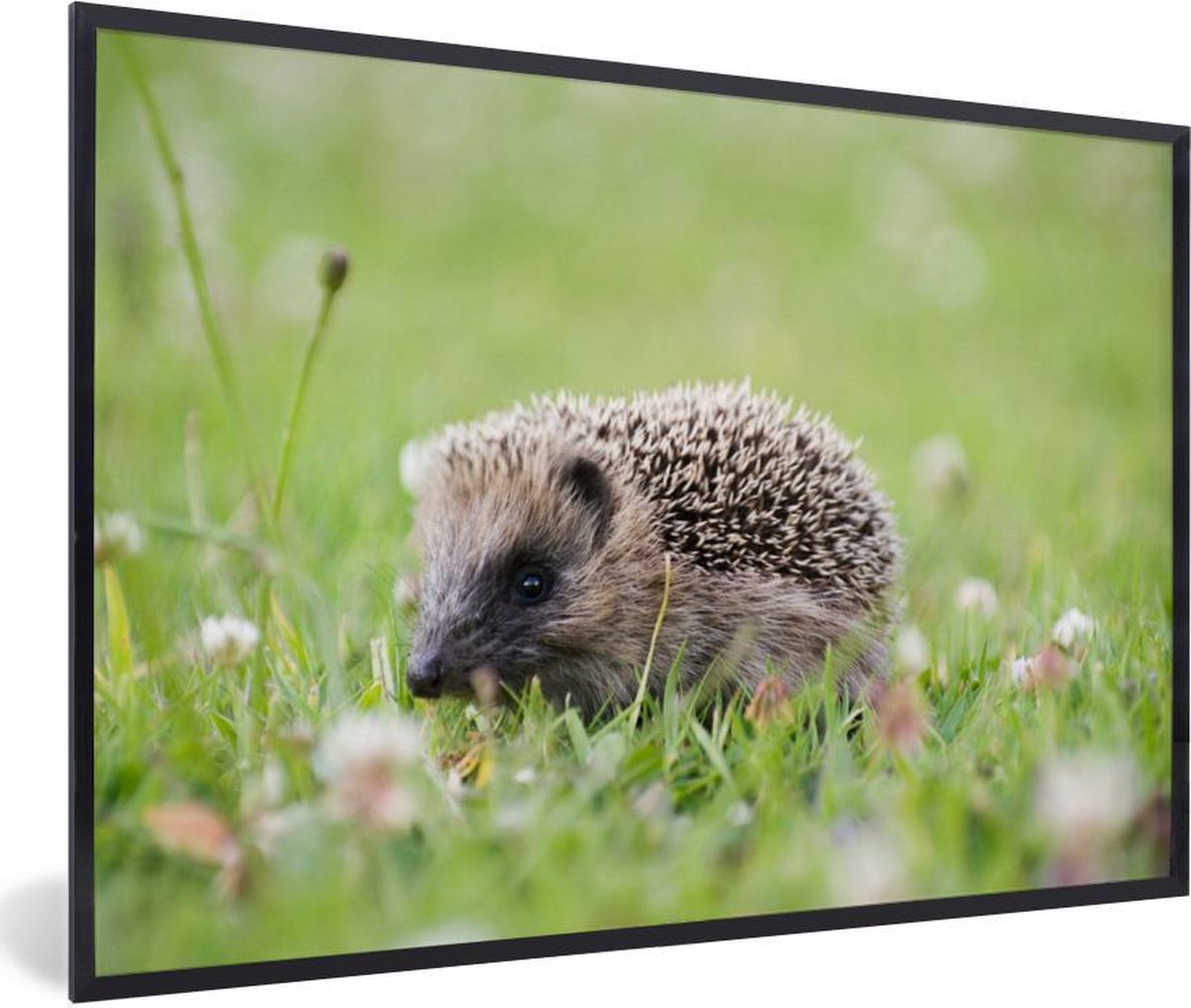 Baby egel op het gras