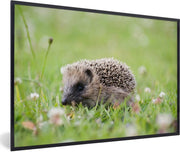 Baby egel op het gras