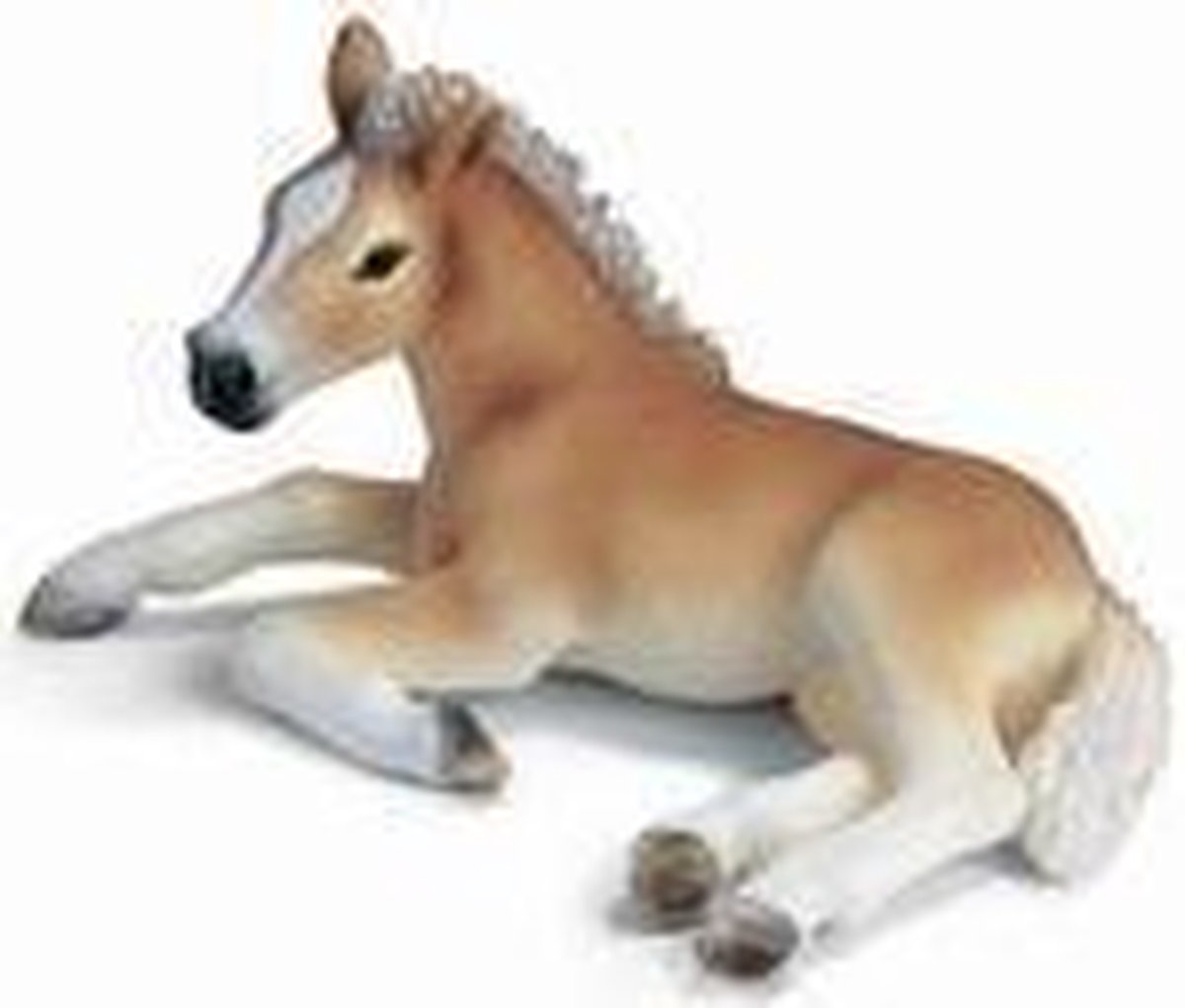 Haflinger Veulen