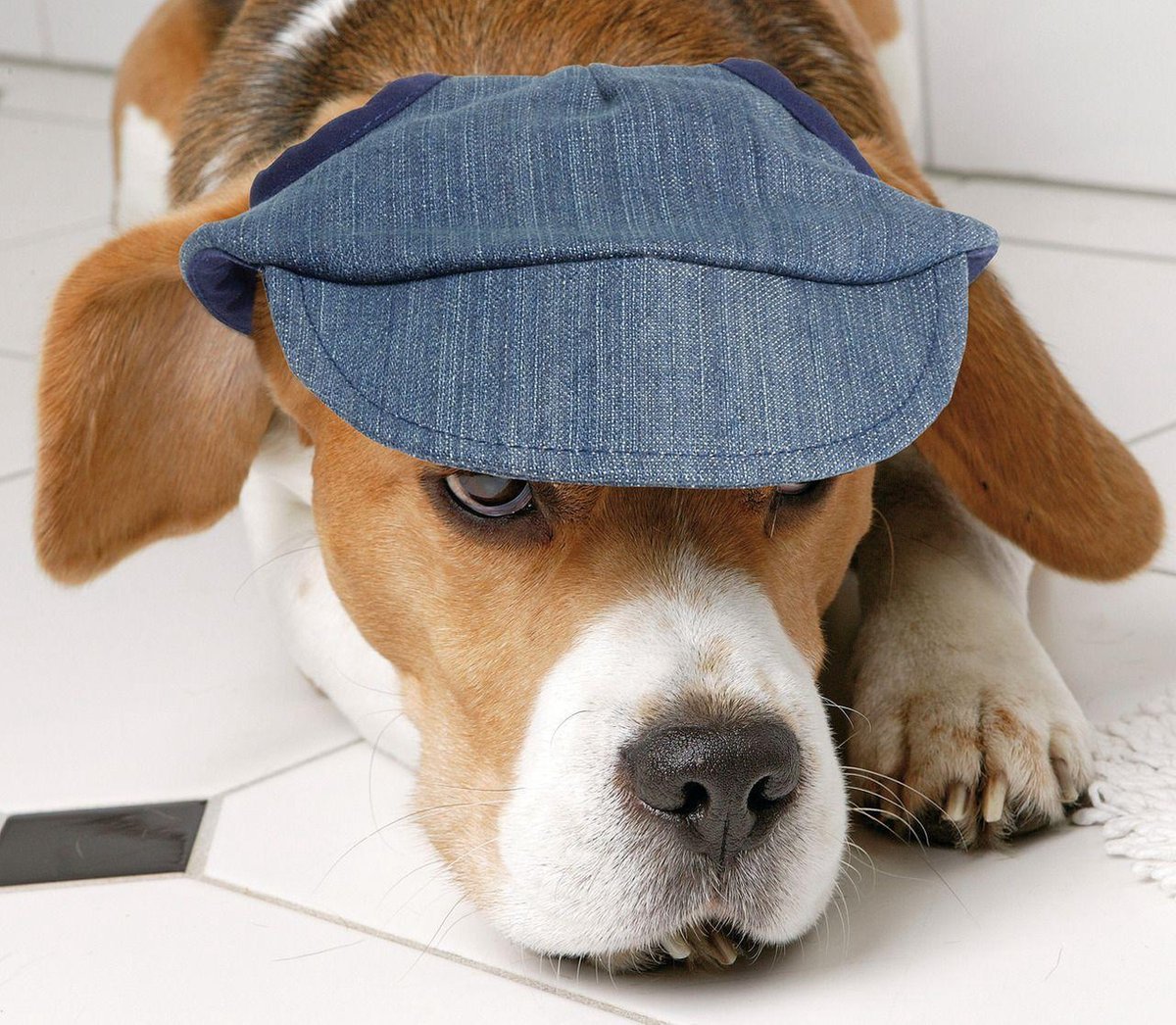 **dog cap size xs jeans design