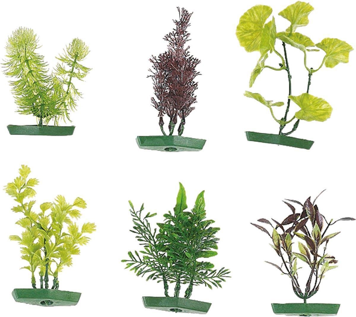 Aquarium plant - +/- 10 cm