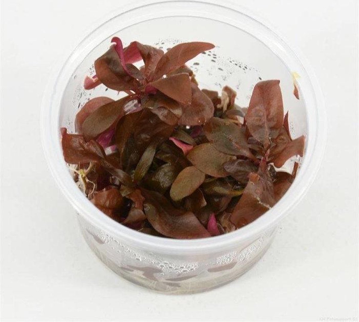 Alternantera minima (3 x cup 100cc)