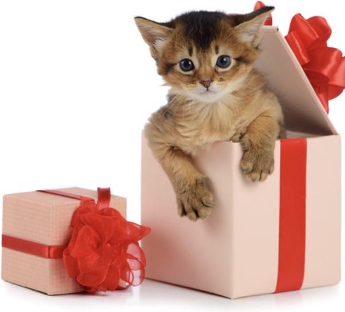 Verrassingspakket Katten van Versteeg - Surprise Box - Kat - Kattenspeelgoedset - Kattensnack - Kattenspeelgoed