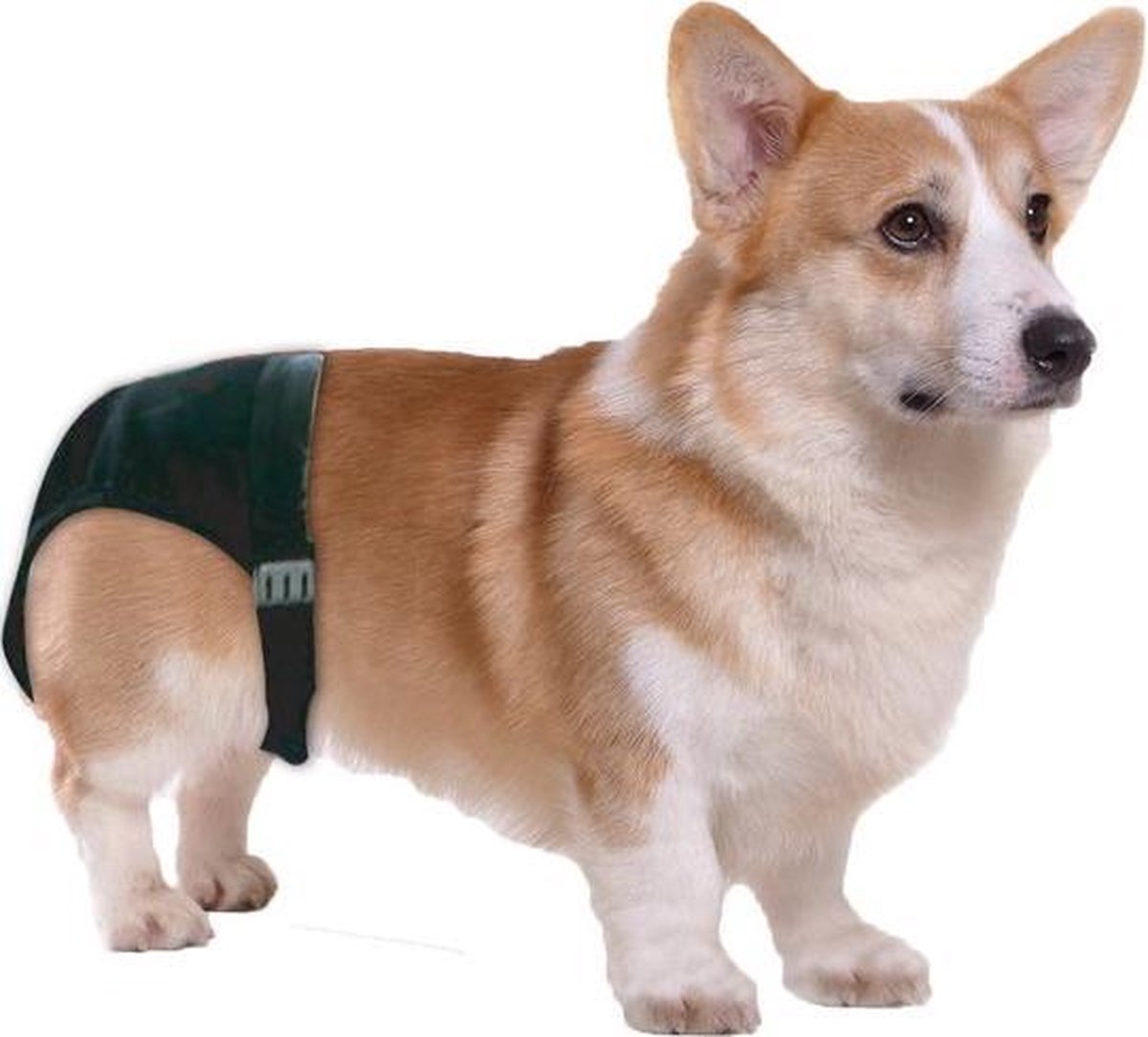 Dog Pant Loopsheidbroekje - size 1