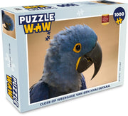 Puzzel 1000 stukjes volwassenen Hyacinthara 1000 stukjes - Close-up weergave van een hyacintara  - PuzzleWow heeft +100000 puzzels
