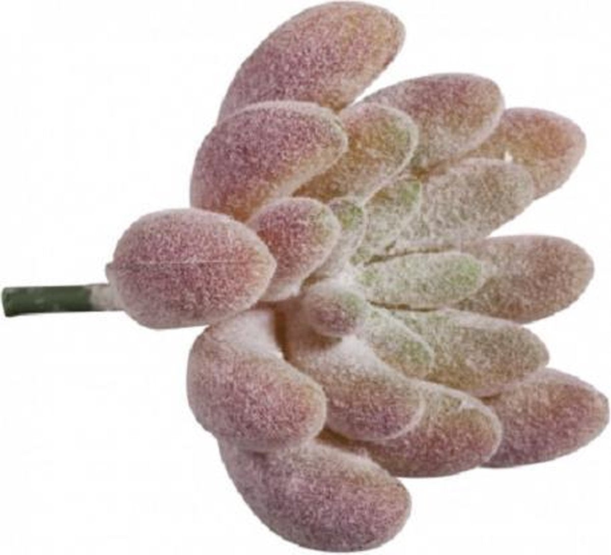 rayer 55752000 mini vetplant 4x5cm.