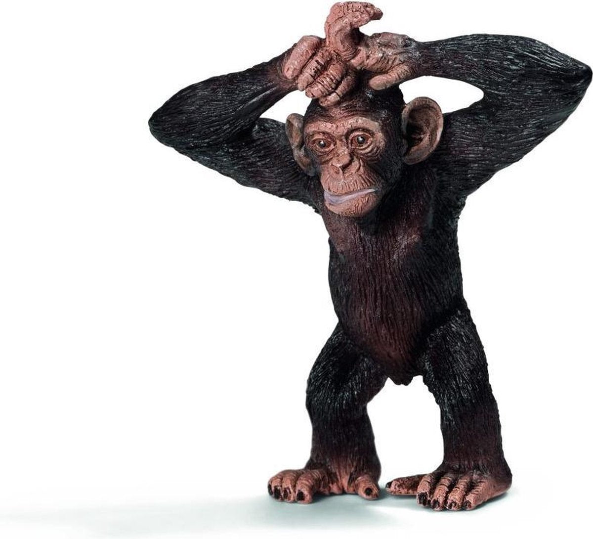 Jonge Chimpansee