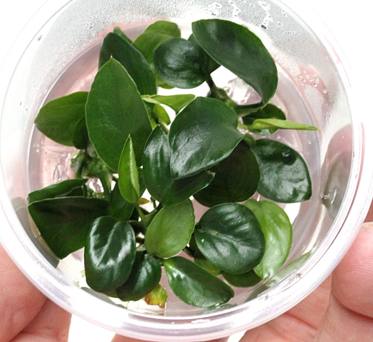 Anubias nangi ( 3 x in vitro cup 100cc)