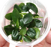 Anubias nangi ( 3 x in vitro cup 100cc)