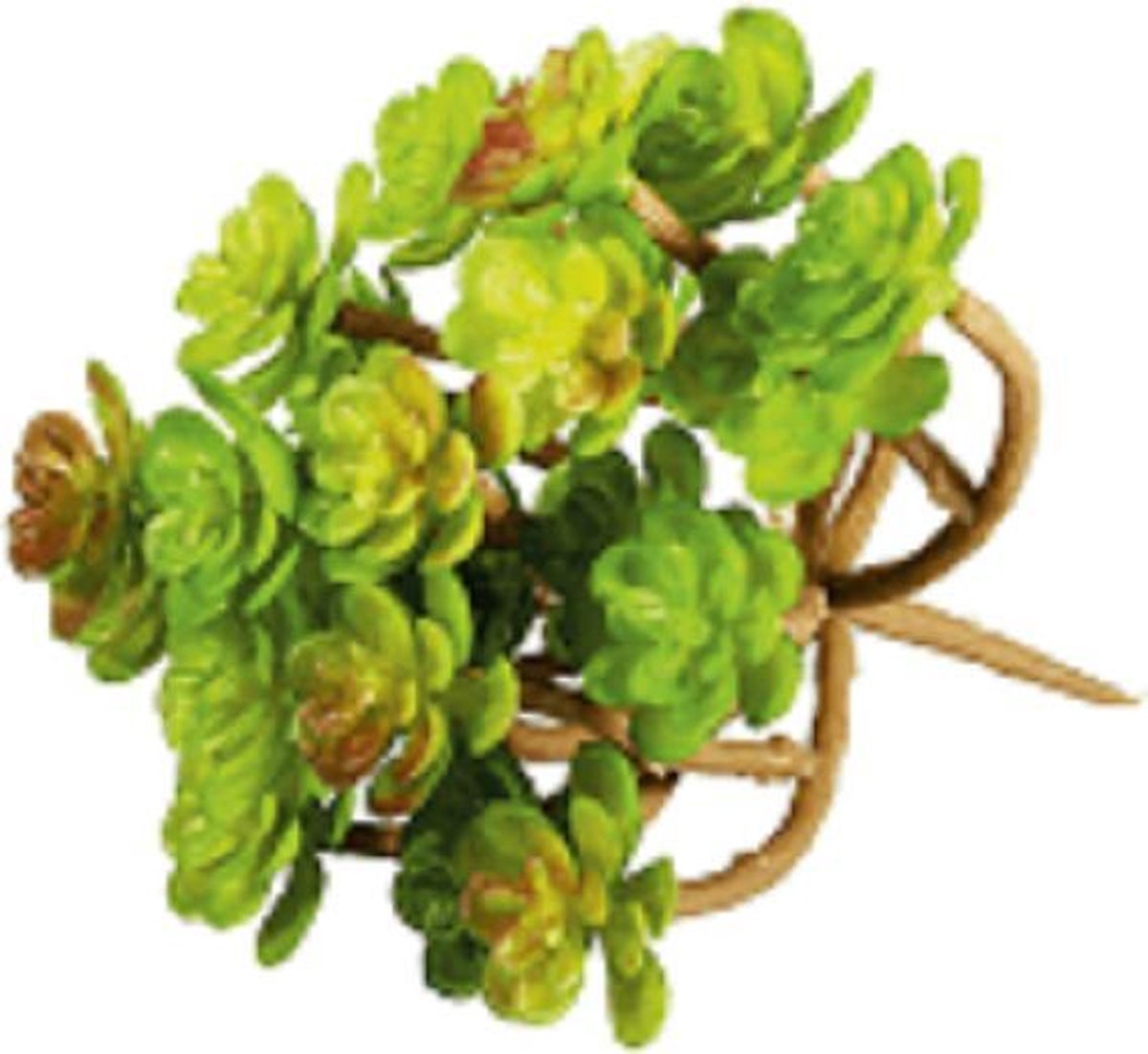 rayer 55748000 sedum 11x10