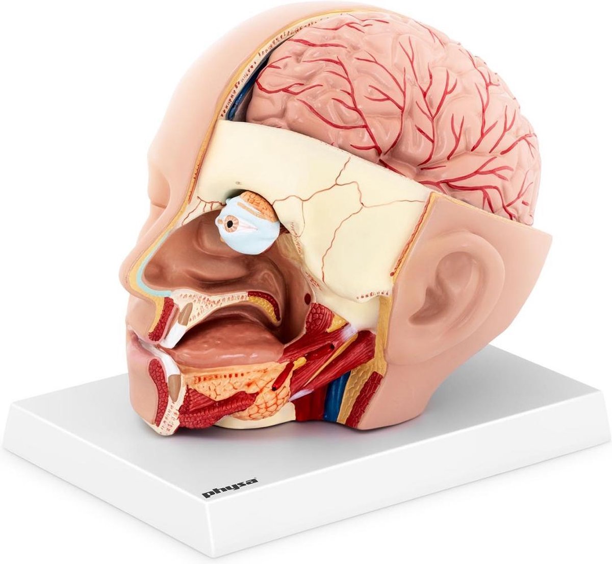physa Anatomische schedel - middendoorsnede - oorspronkelijke grootte