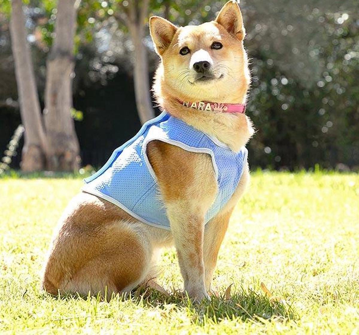 InnovaGoods Verkoelend Vest voor Kleine Honden - S