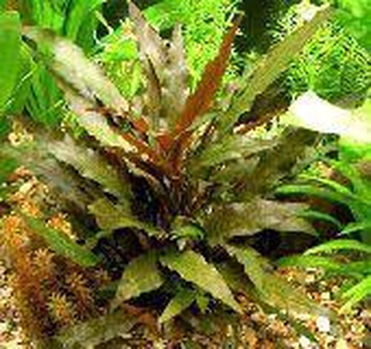 Dennerle Azie Aquariumplanten - 10 Planten