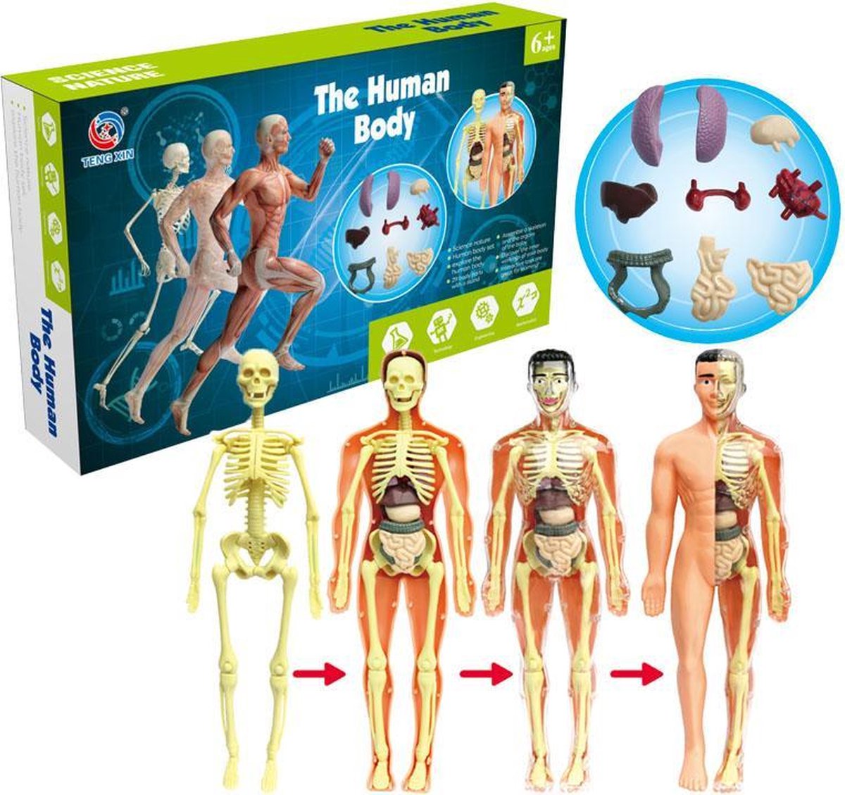 Anatomie van het menselijk lichaam speelgoed