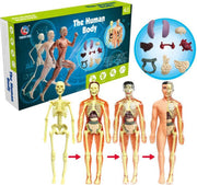 Anatomie van het menselijk lichaam speelgoed
