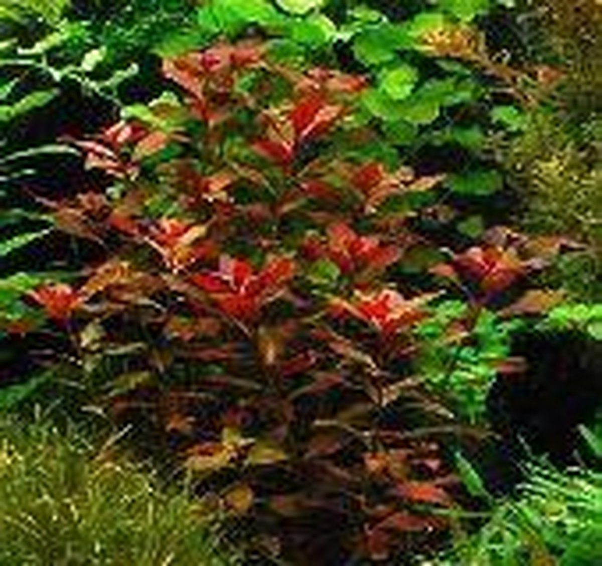 Dennerle Zuid Amerika Aquariumplanten - 10 Planten