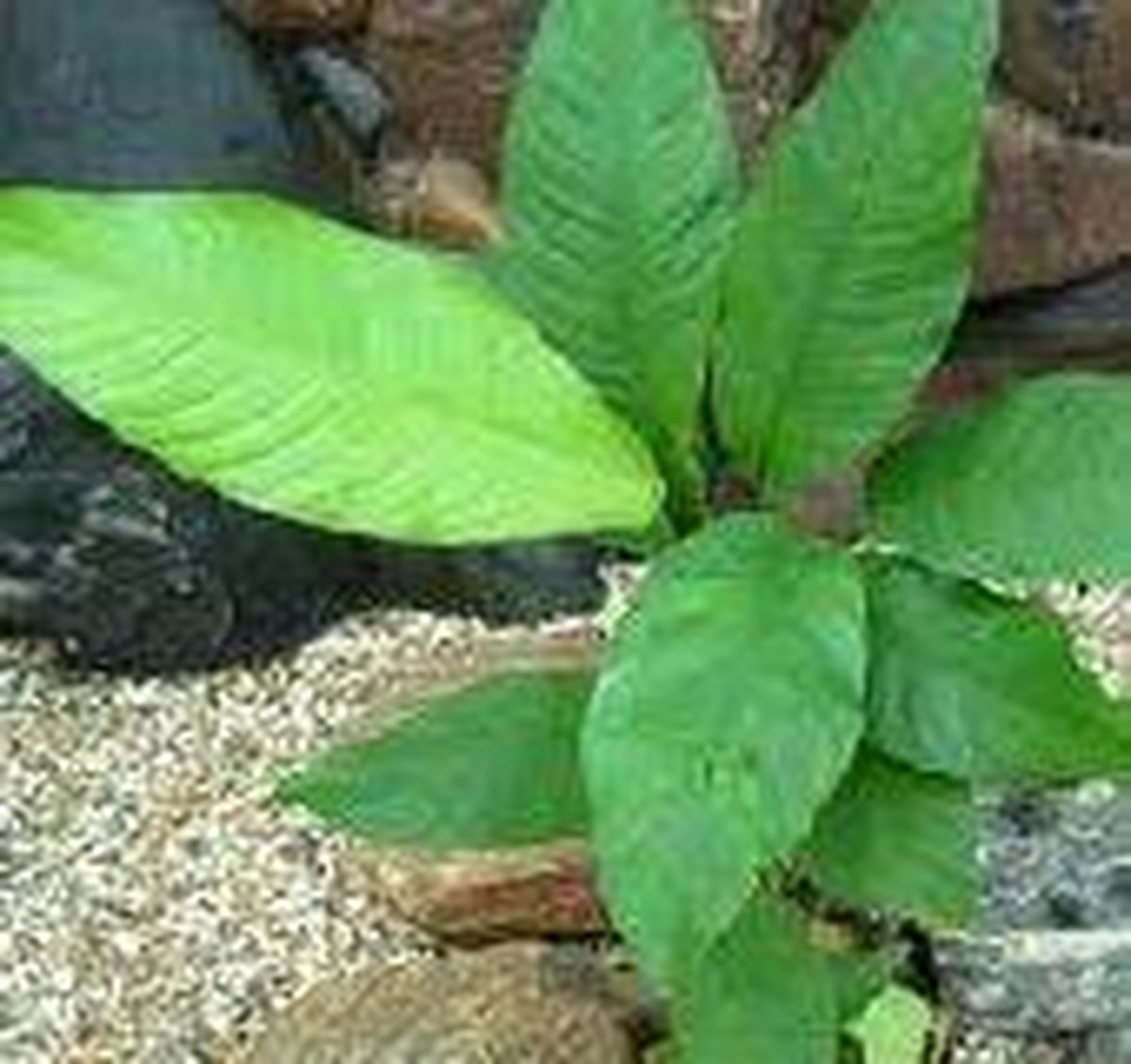 Assortiment aquariumplanten afrika 8planten