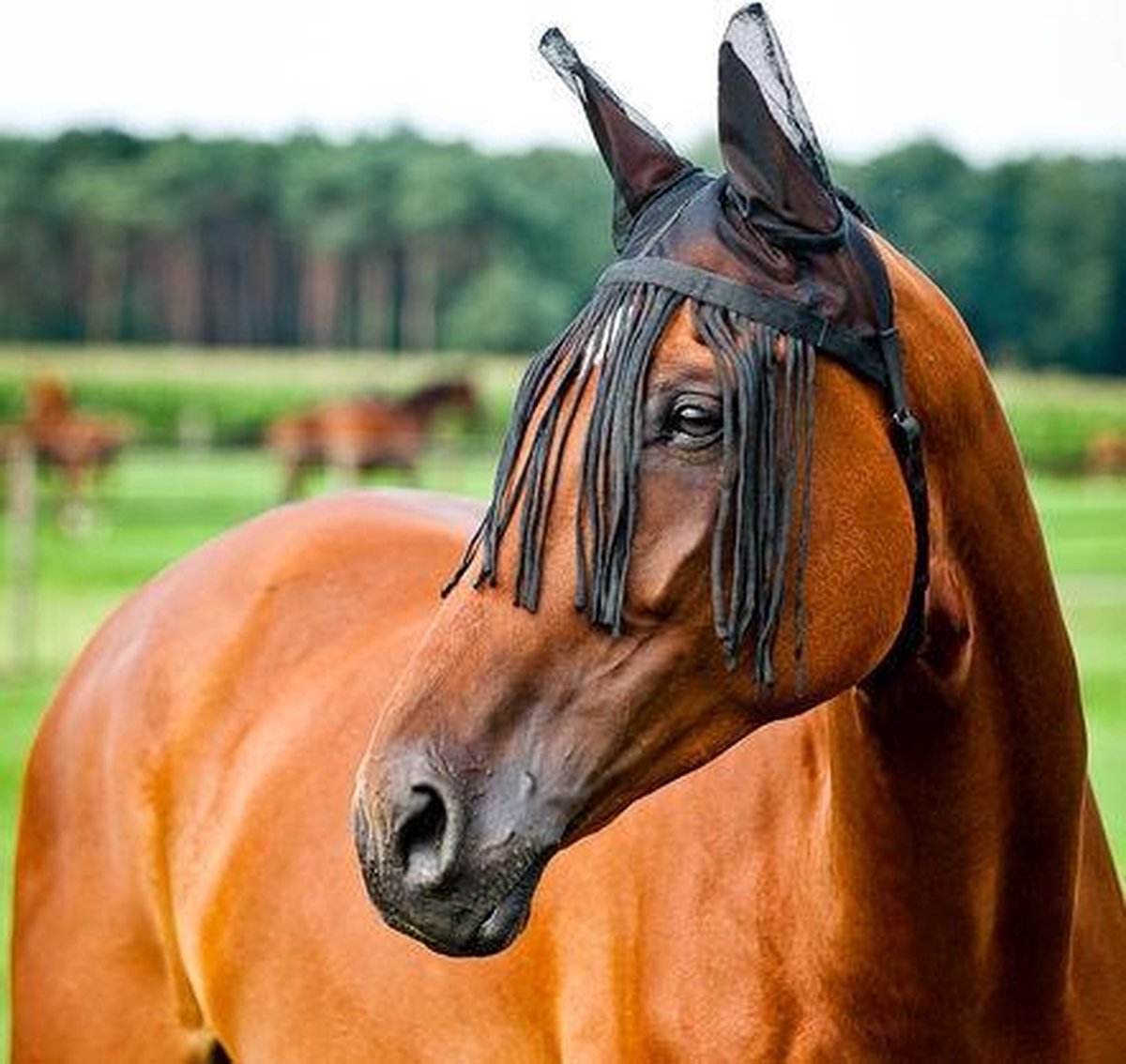 Vliegnetje met capuchon