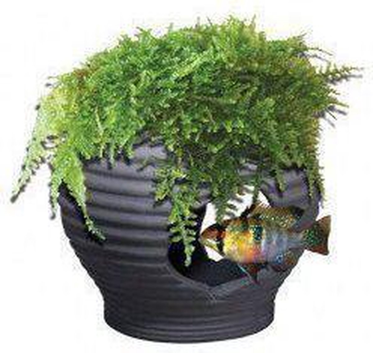 Aquatic Nature Decor Mumo 2