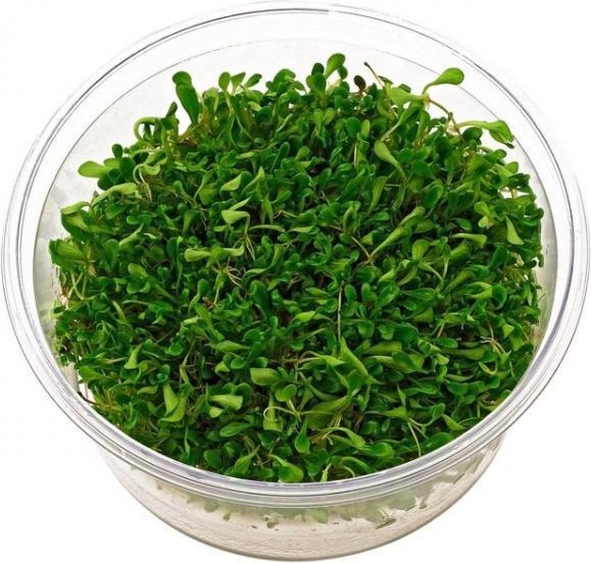 Glossostigma ( 3x in vitro cup 100cc)