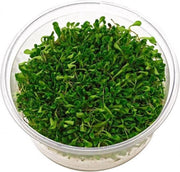Glossostigma ( 3x in vitro cup 100cc)