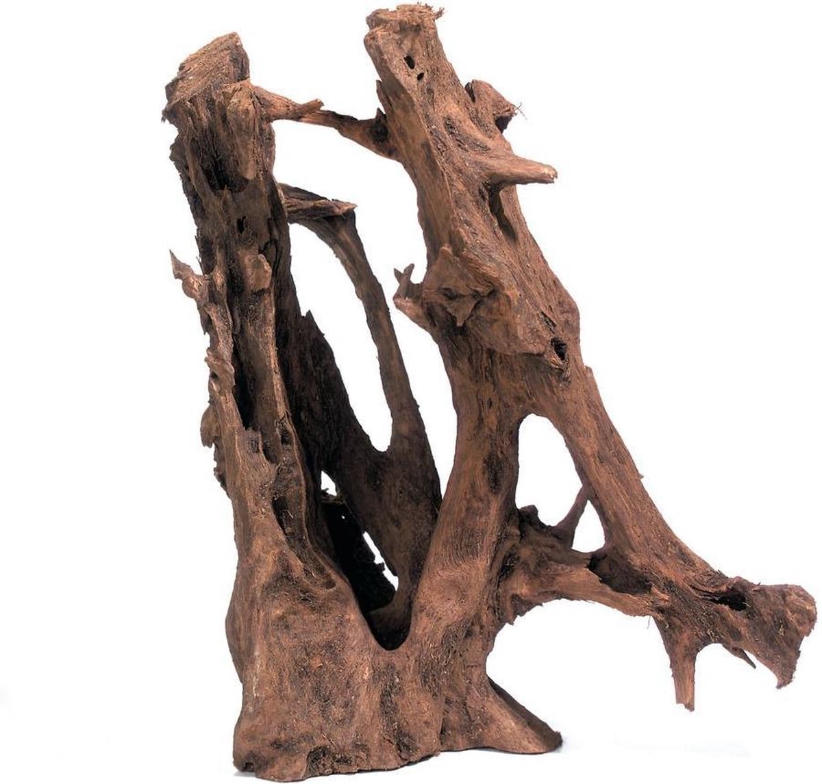 Mangrove root pur wood middle