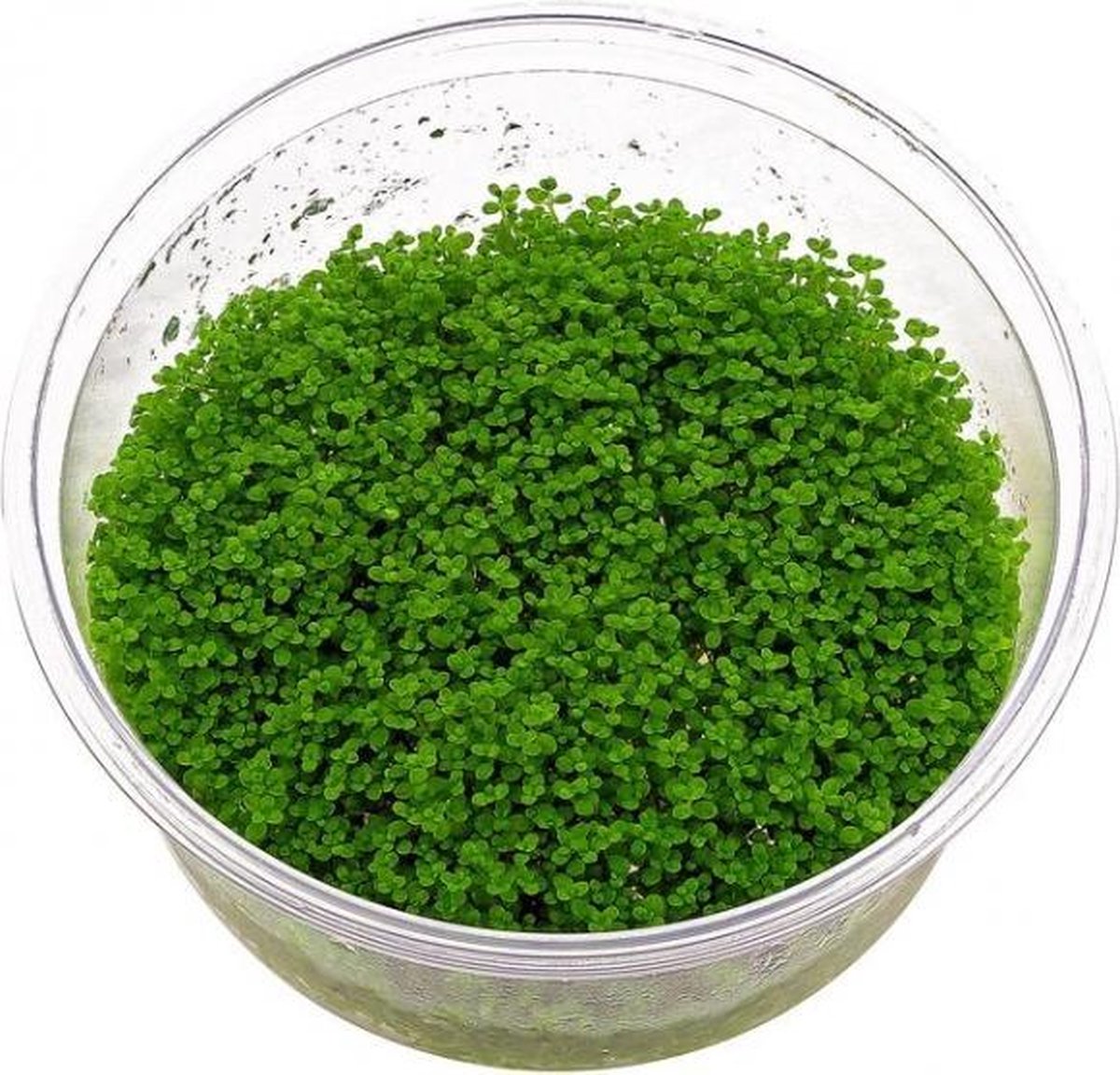 Hemianthus (3x in vitro cup 100cc)