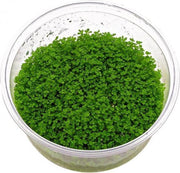 Hemianthus (3x in vitro cup 100cc)