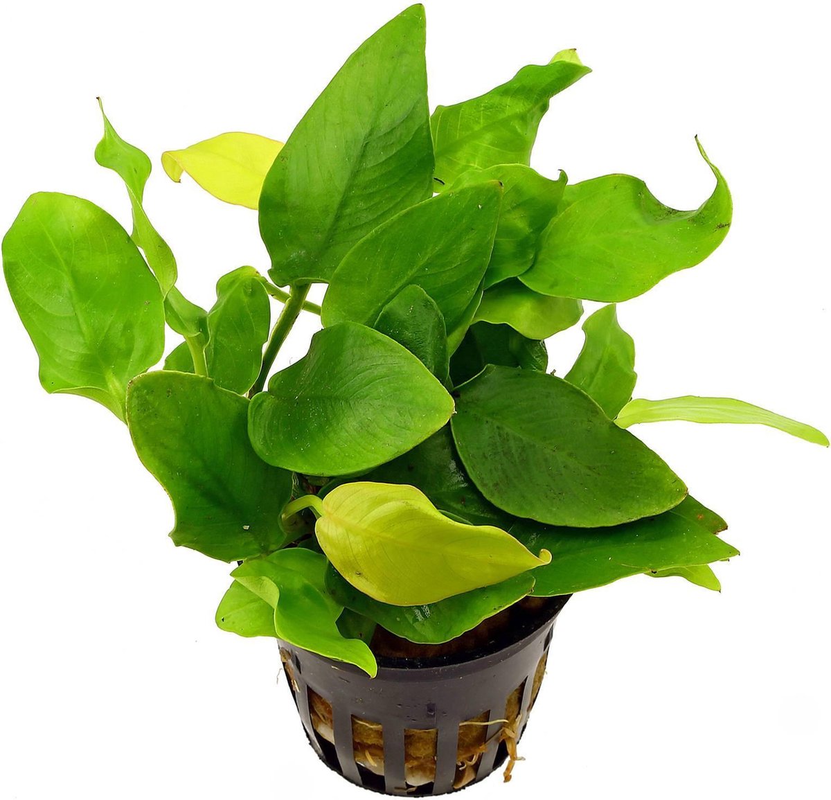 Levende Aquariumplant Anubias Nana 5cm pot per 2 stuks