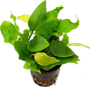 Levende Aquariumplant Anubias Nana 5cm pot per 2 stuks