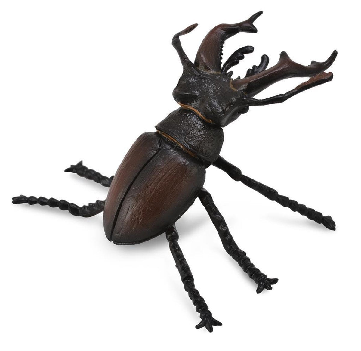 Collecta Insecten (M): LUCANIDAE (kever - vliegend hert) 6.5x4.5cm