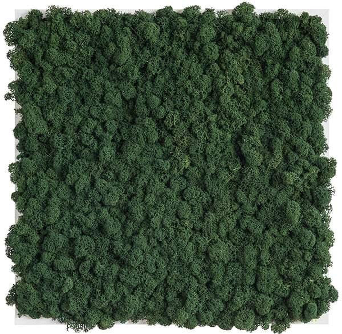 Stylegreen reindeer moss picture 35 x 35 CM mix