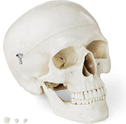 Physa Anatomisch model schedel - wit