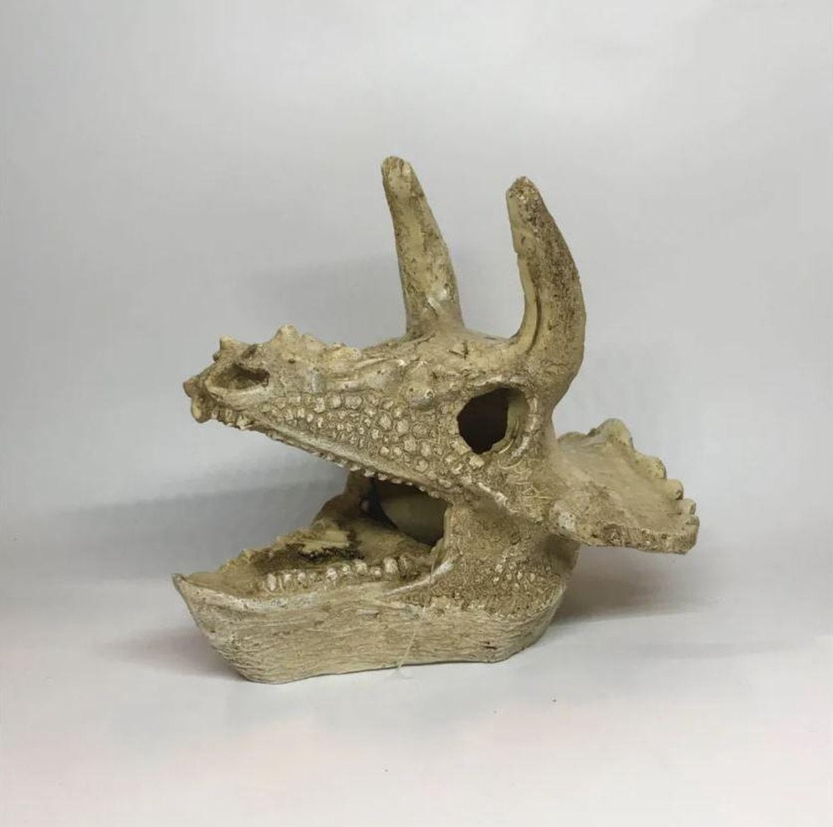 Triceratops Schedel | Aquarium sier element
