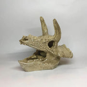 Triceratops Schedel | Aquarium sier element