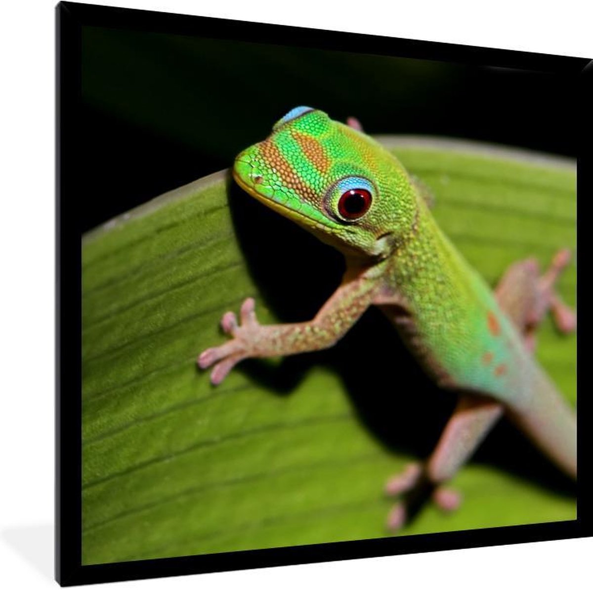 Baby gekko kijkt in de camera